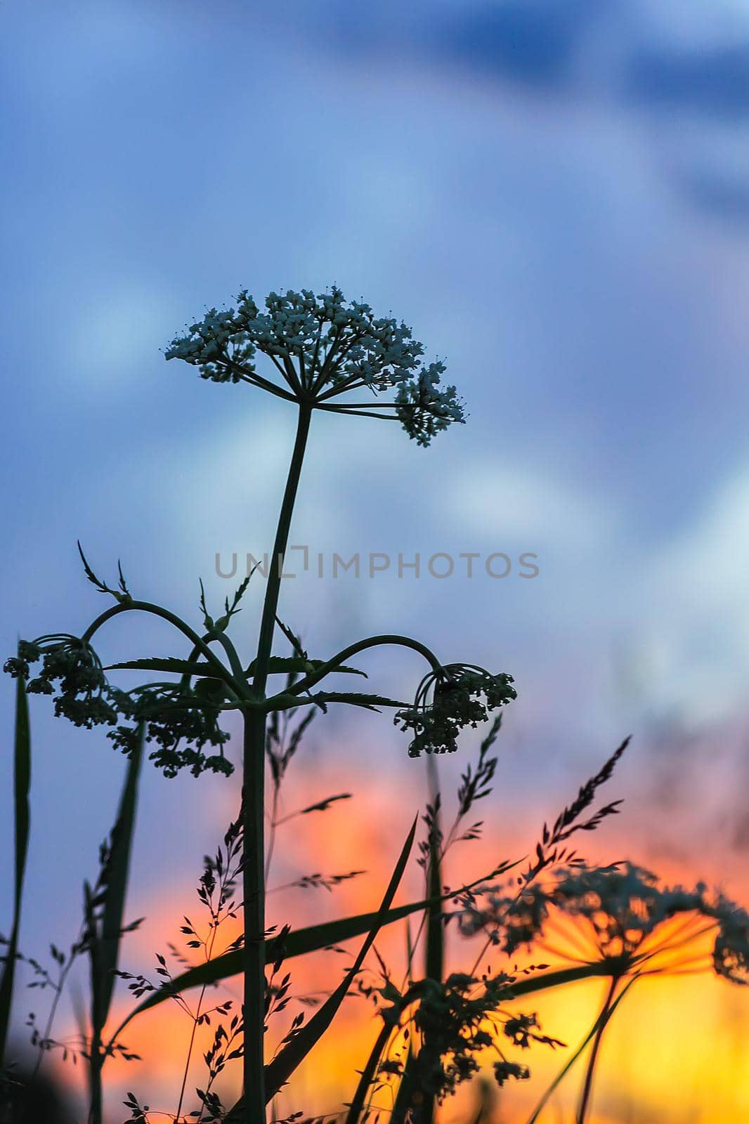 Beautiful cloudscape with blue sky and bright clouds at sunset in summer. Details of evening in countryside.