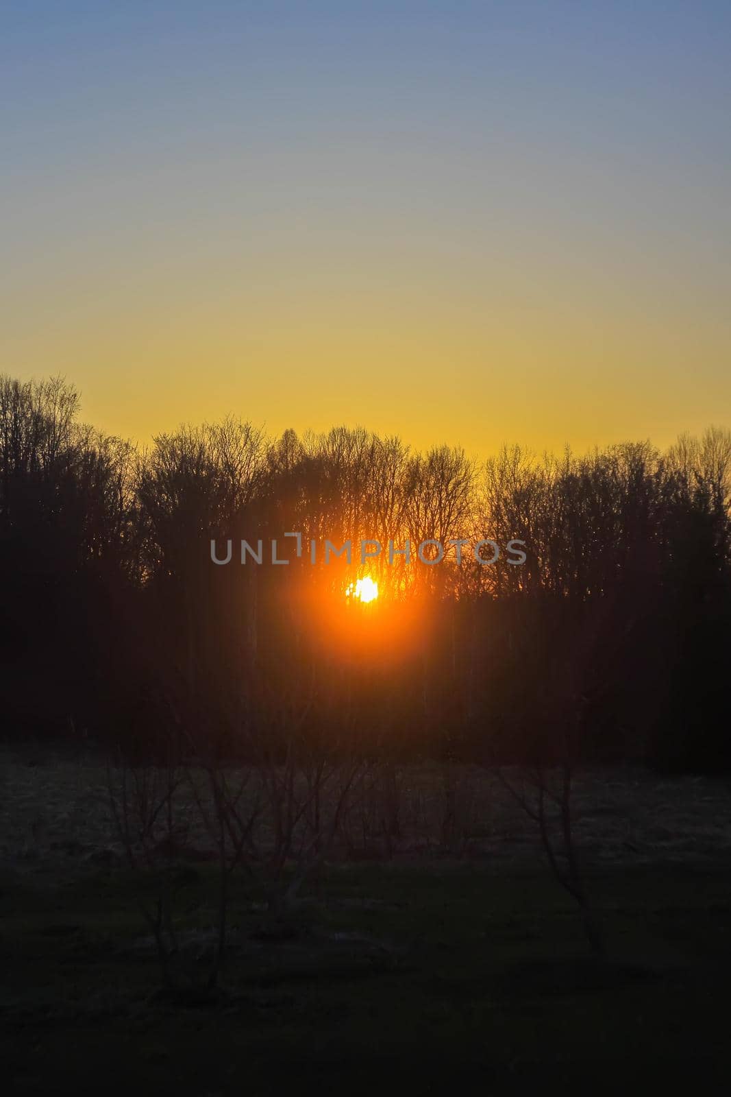 Beautiful sunset in a spring forest. Tree branches on sky background.