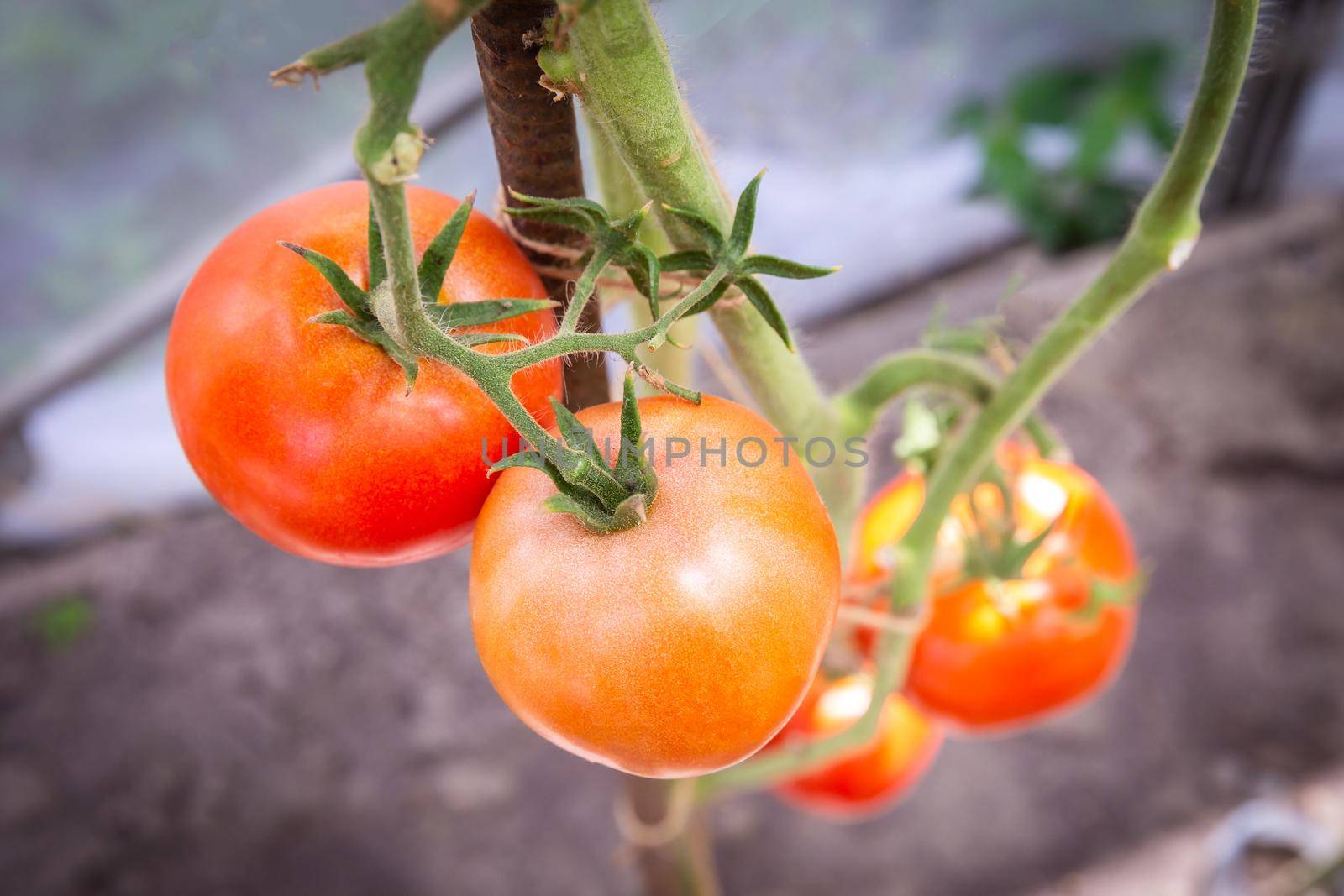 tomato growing in organic farm. Ripe natural tomatoes growing on a branch in greenhouse by Mariakray