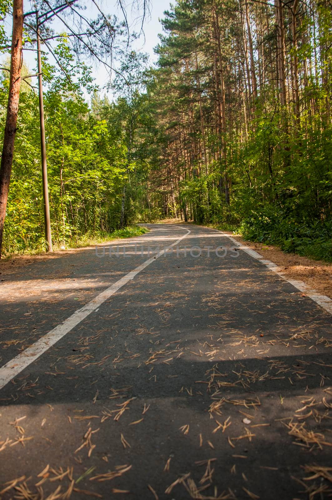 Asphalt road with markings runs through the forest in summer day by inxti