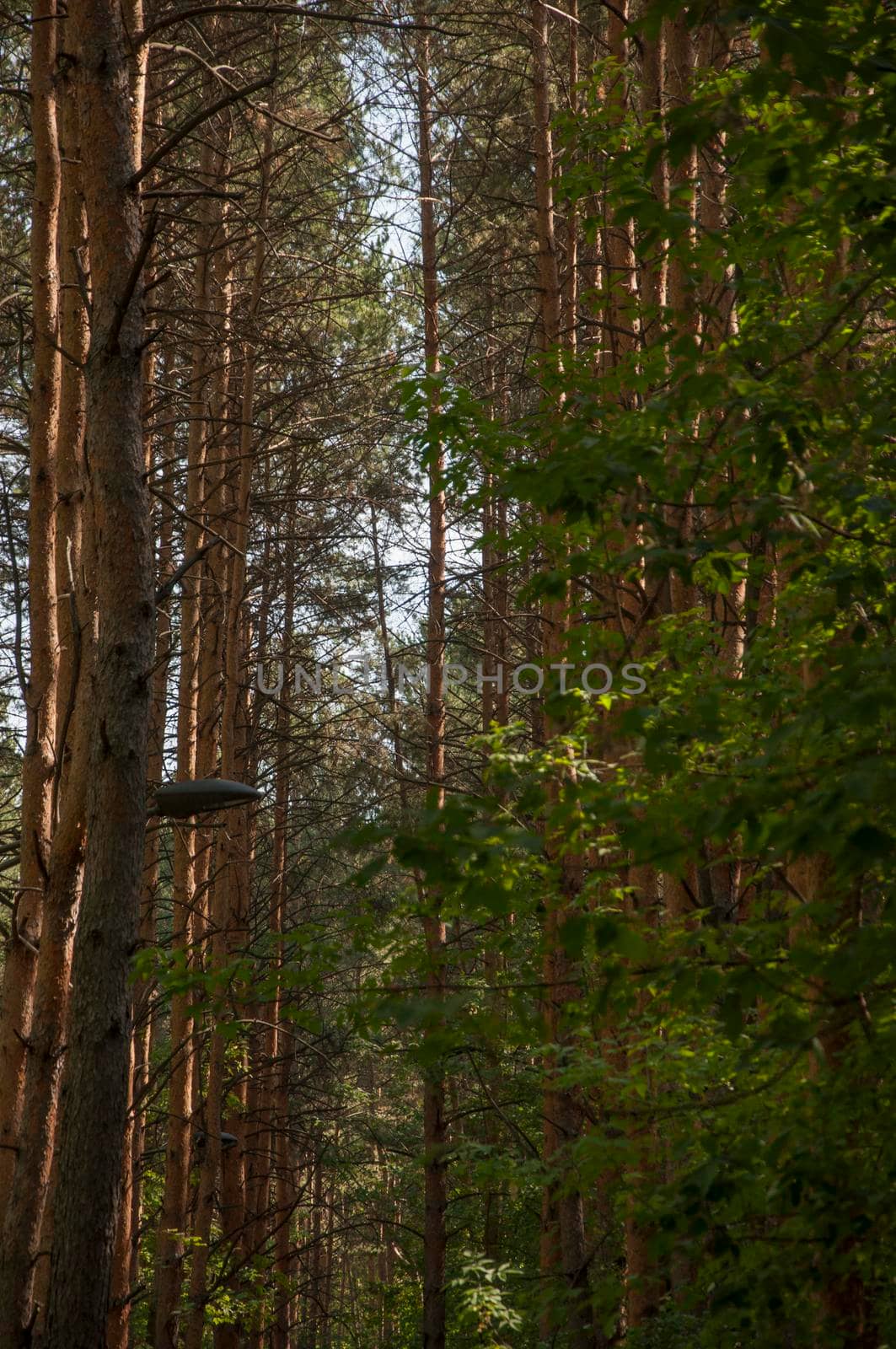 Forest landscape. Beautiful forest nature. Pinery in summer