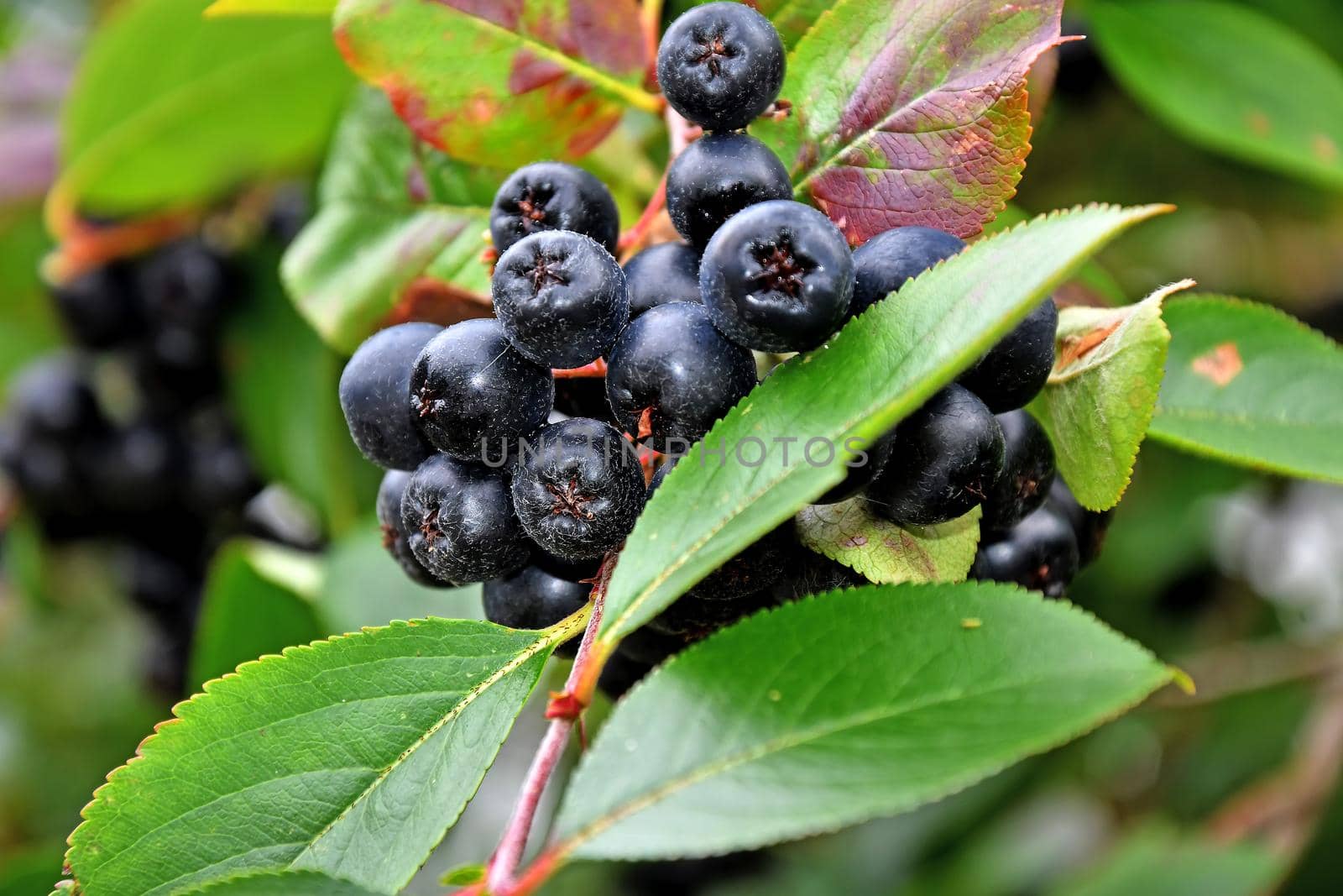 ripe Aronia berries on a tree in Germany by Jochen