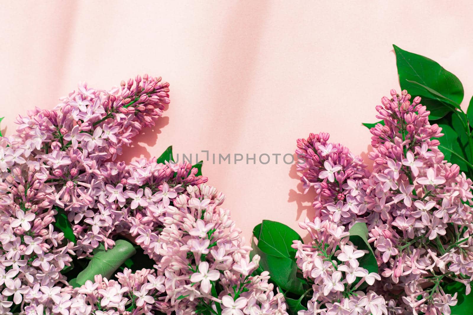 Lilac branch on a pink copyspace background . A flowering branch. Nature