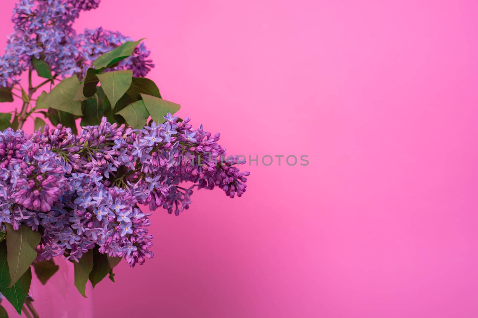 A bouquet of lilacs in a vase on a pink background . Postcard flowers on a pink background . Spring flowers. Nicely. Copy space. Pink. Decor . Postcard flowers on a pink background