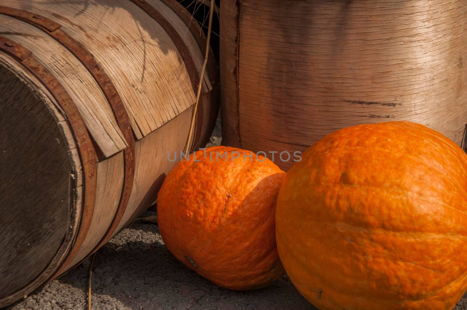 Autumn harvest. Ripe pumpkins on a wooden background. Thanksgiving and halloween concept. Copy space.