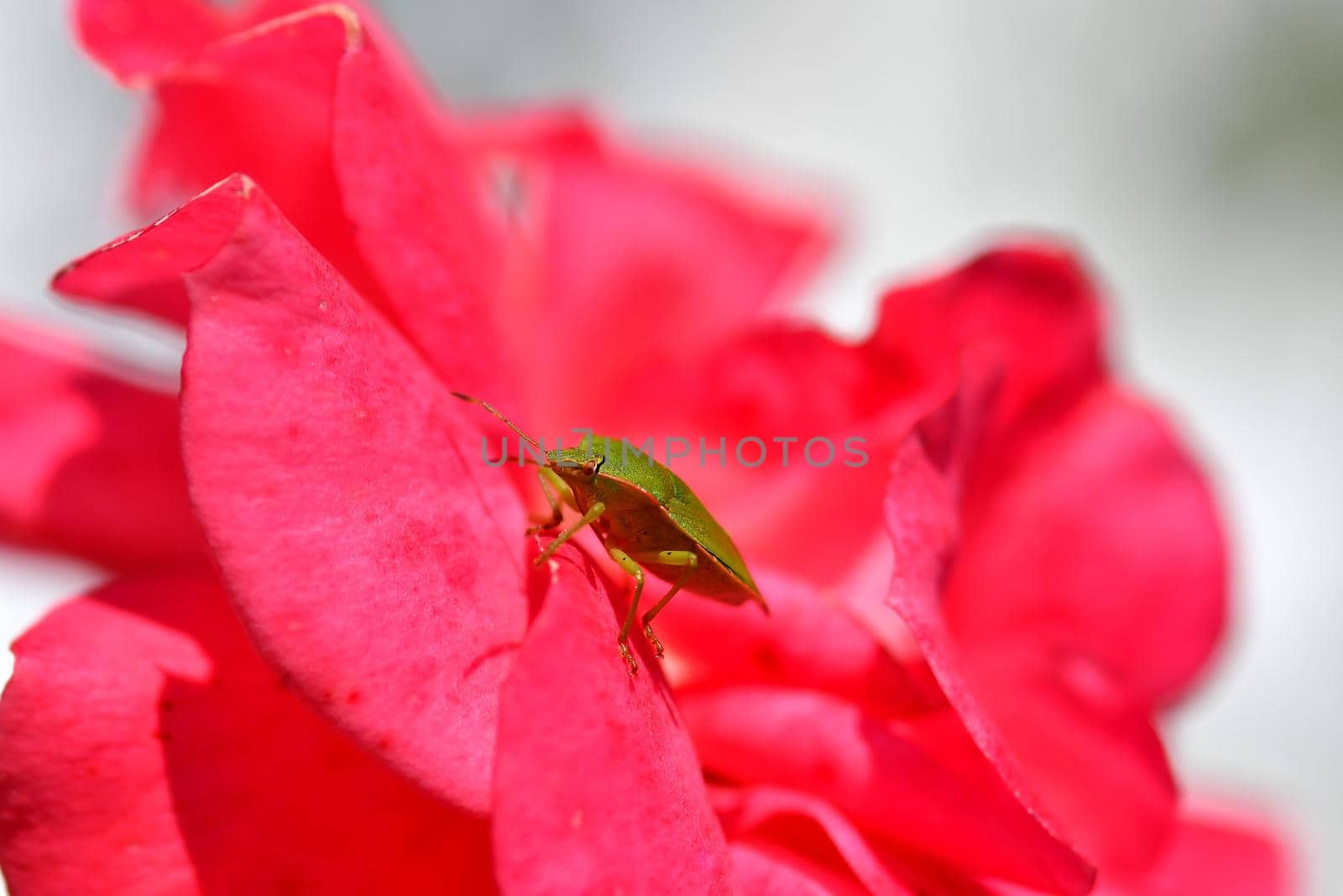 green shield bug, nymph on a rose flower