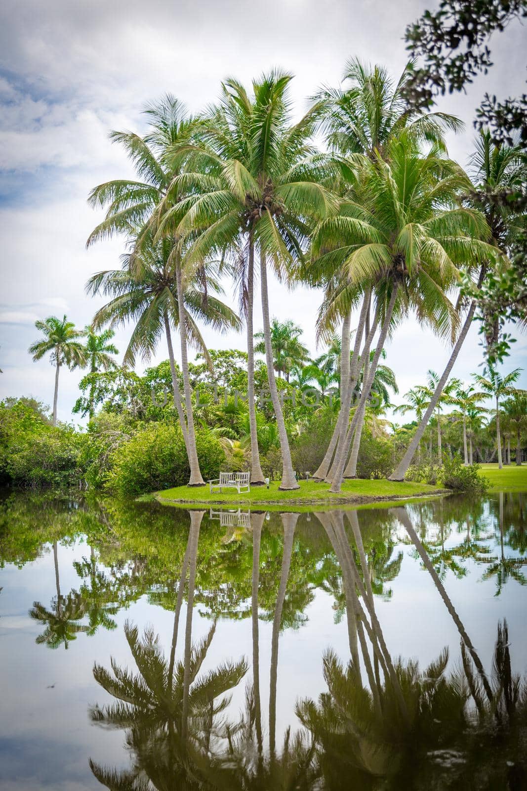 Fairchild tropical botanical garden, Miami, FL, USA. Beautiful palm trees with reflection in lake