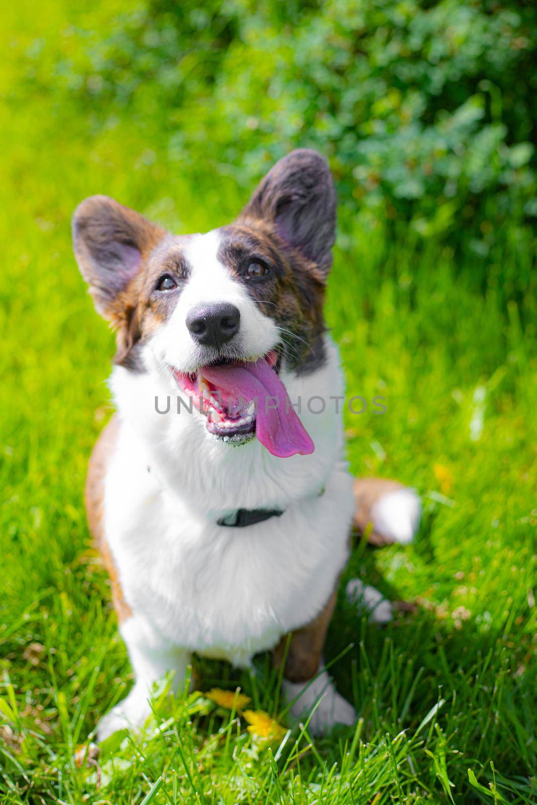 Happy corgi dog in the grass . A pet. Welsh corgi. A dog in the grass . Walking a pet. An article about walking for pets.