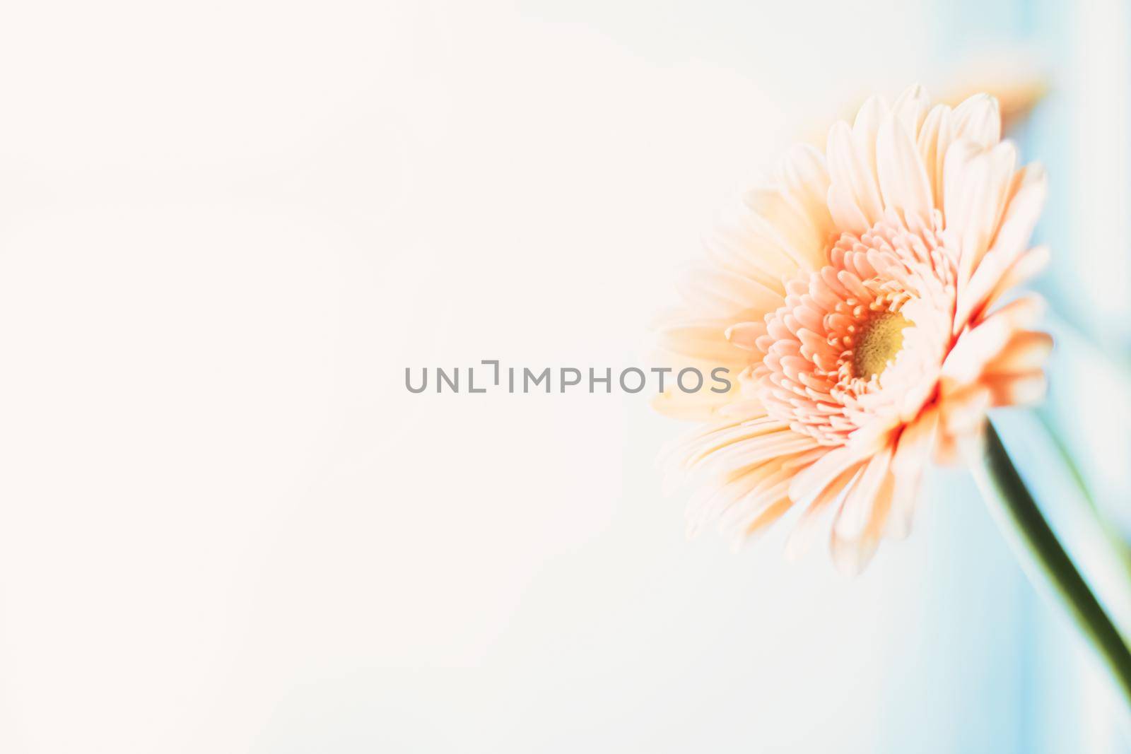 Beauty of a daisy flower, floral art and beauty in nature by Anneleven