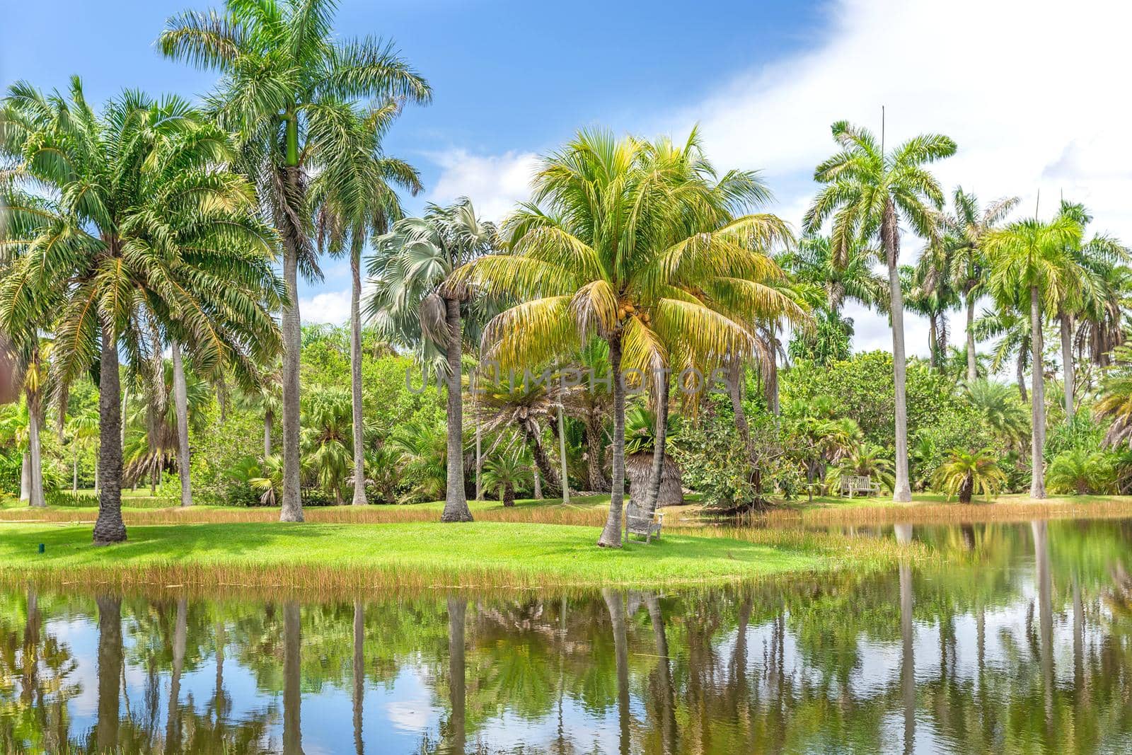 Fairchild tropical botanical garden, Miami, FL, USA. Beautiful palm trees with reflection in lake