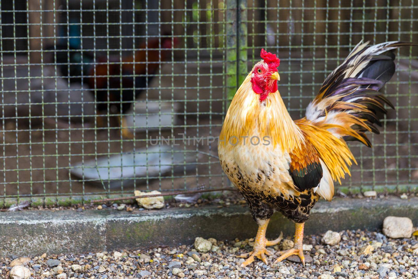 Beautiful Rooster standing next to cage