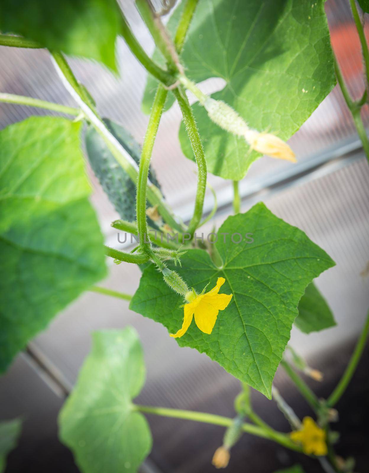 Green cucumber growing in the garden