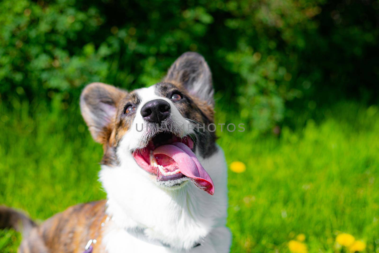 Happy corgi dog in the grass . A pet. Welsh corgi. A dog in the grass . Walking a pet. An article about walking for pets.