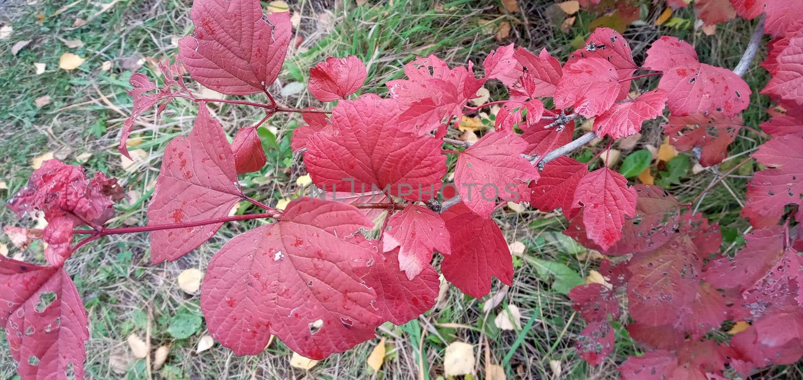 Bright, red viburnum leaves on the branches. They are lit in red or orange by Rina_Dozornaya
