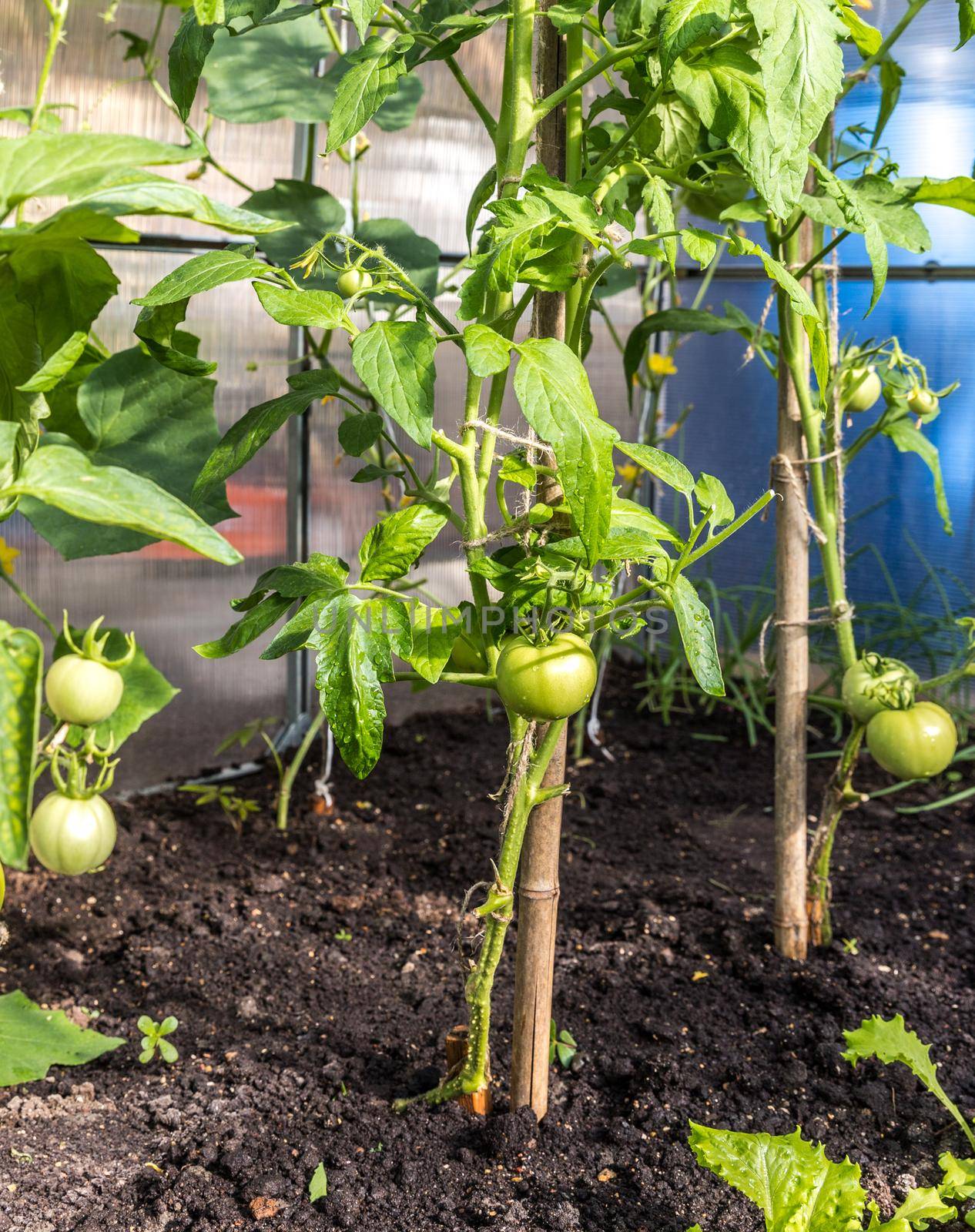 Green tomatoes growing in greenhouse in garden