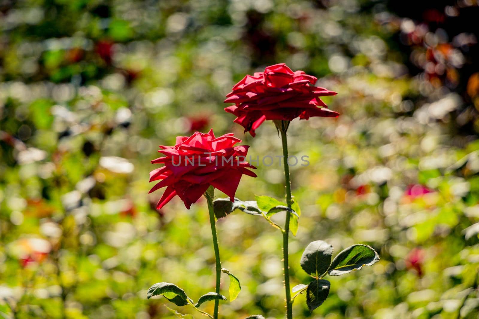 Pair of blooming beautiful colorful roses in the garden by berkay