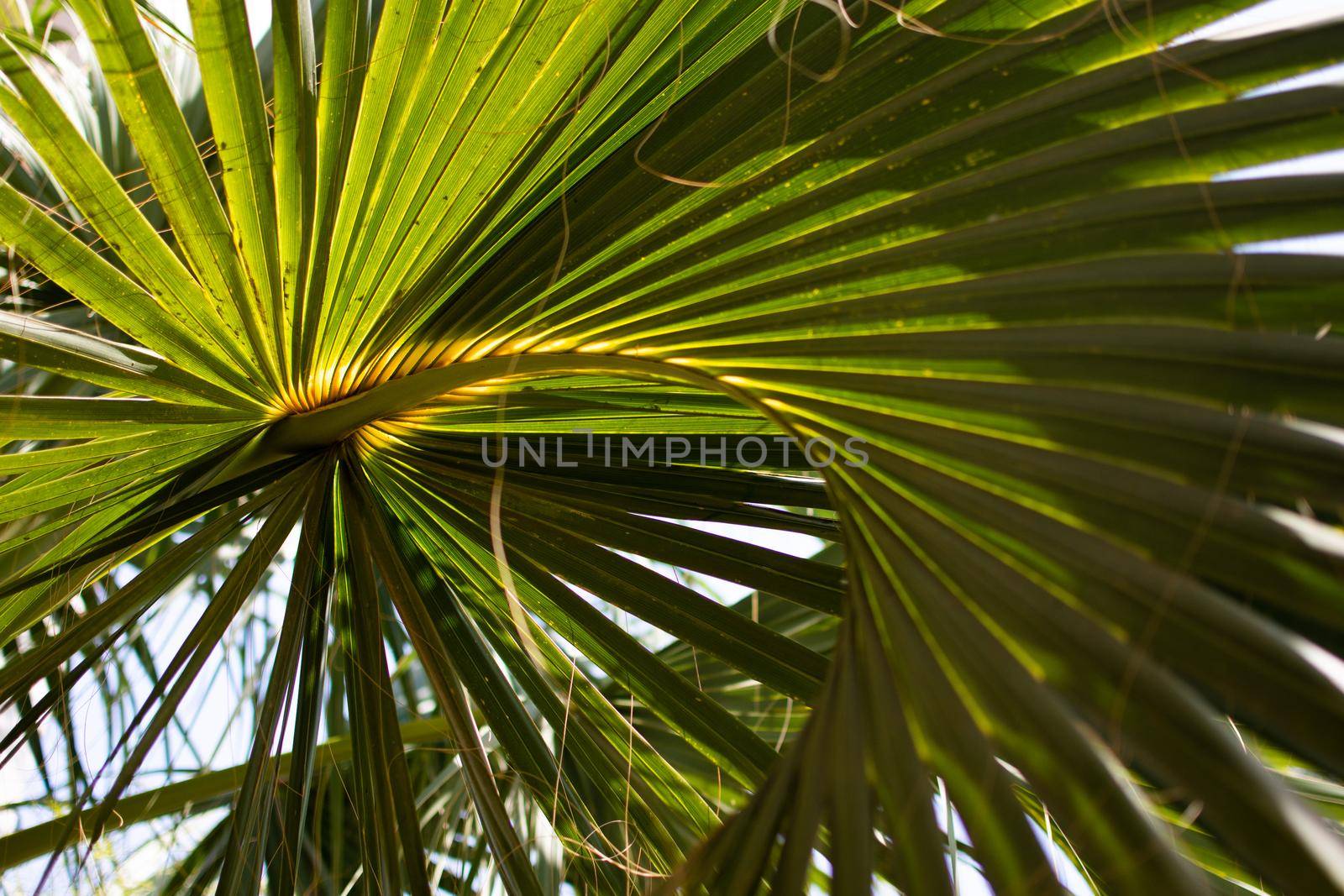 green leaves of a palm tree close-up.  by ja-aljona