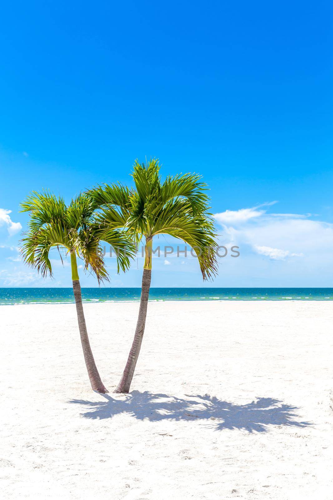 Two Palm Trees in Florida beach, USA