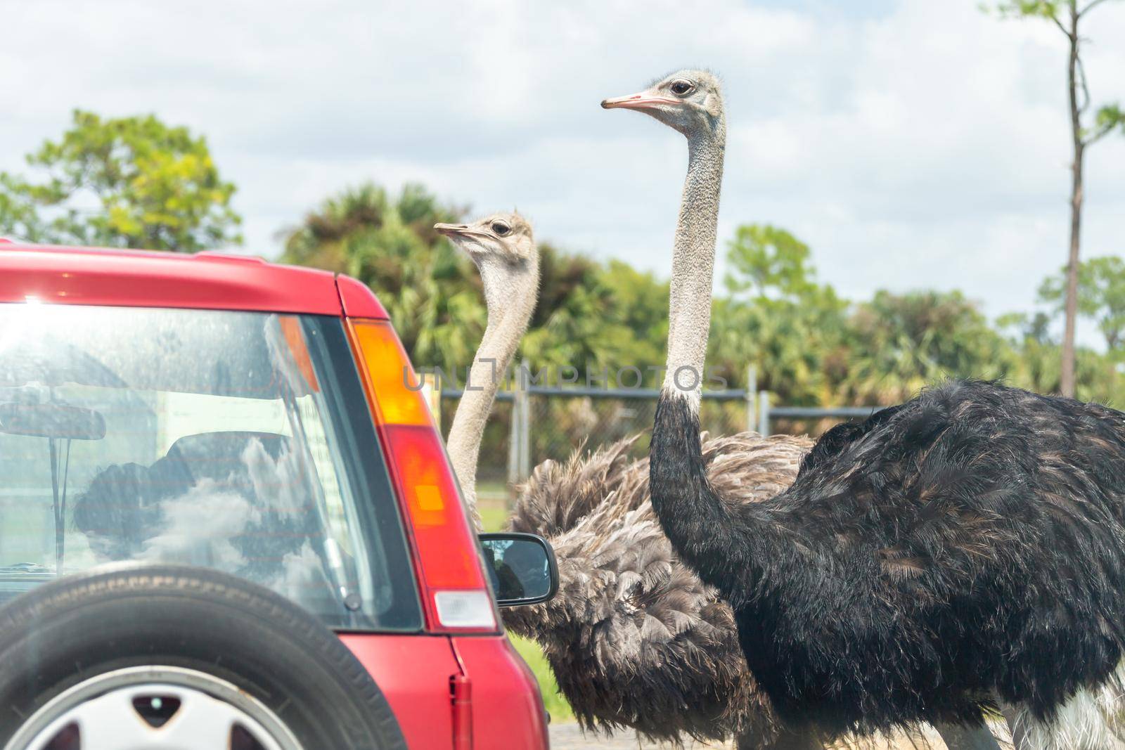 Safari drive through park. Cars driving near ostriches in cage free animal zoo by Mariakray