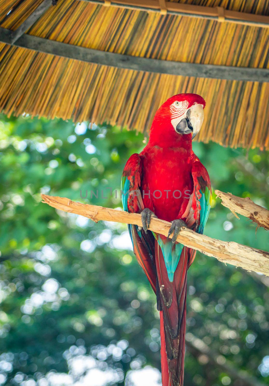Portrait of colorful Scarlet Macaw parrot against jungle background