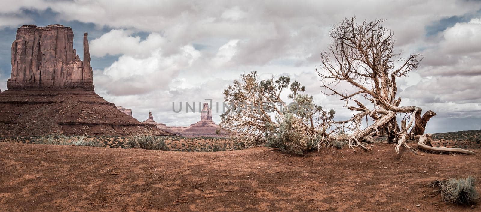 Dry tree in Monument valley, Utah, USA