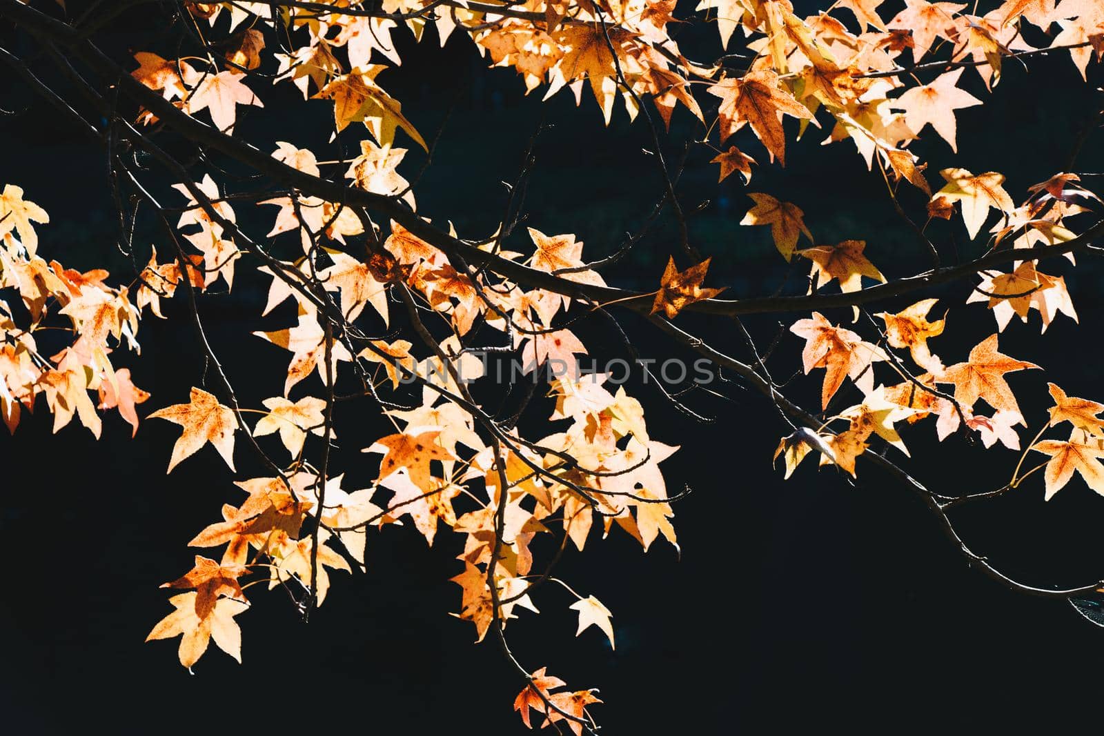 Autumn leaves texture for background. leaf background texture on water