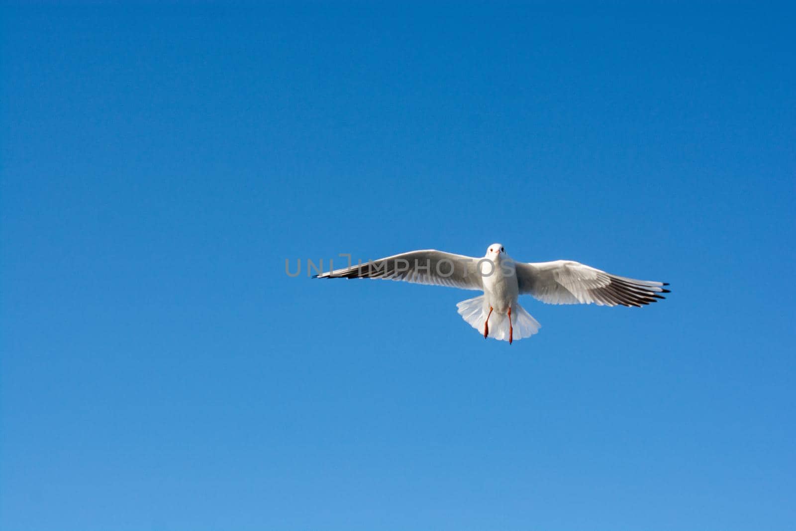 Single seabird seagull  flying in sky with sky as background by berkay