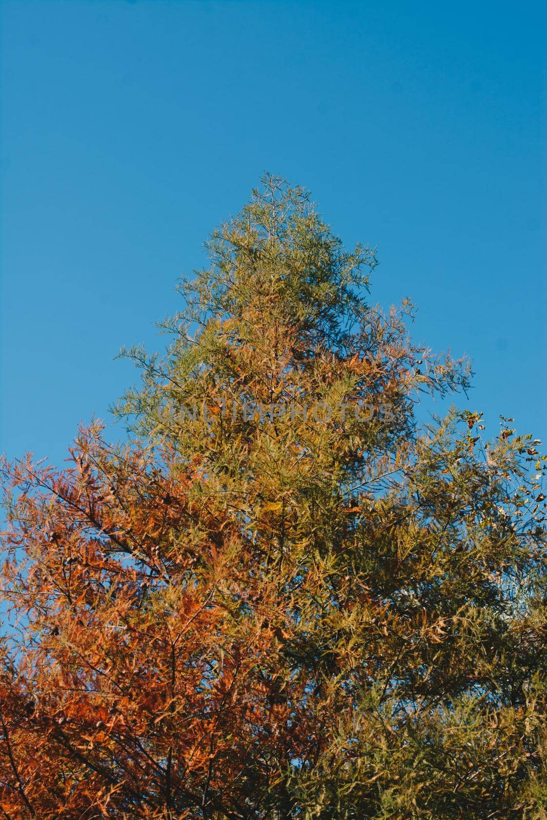 Autumn tree  leaves texture background. leaf background texture
