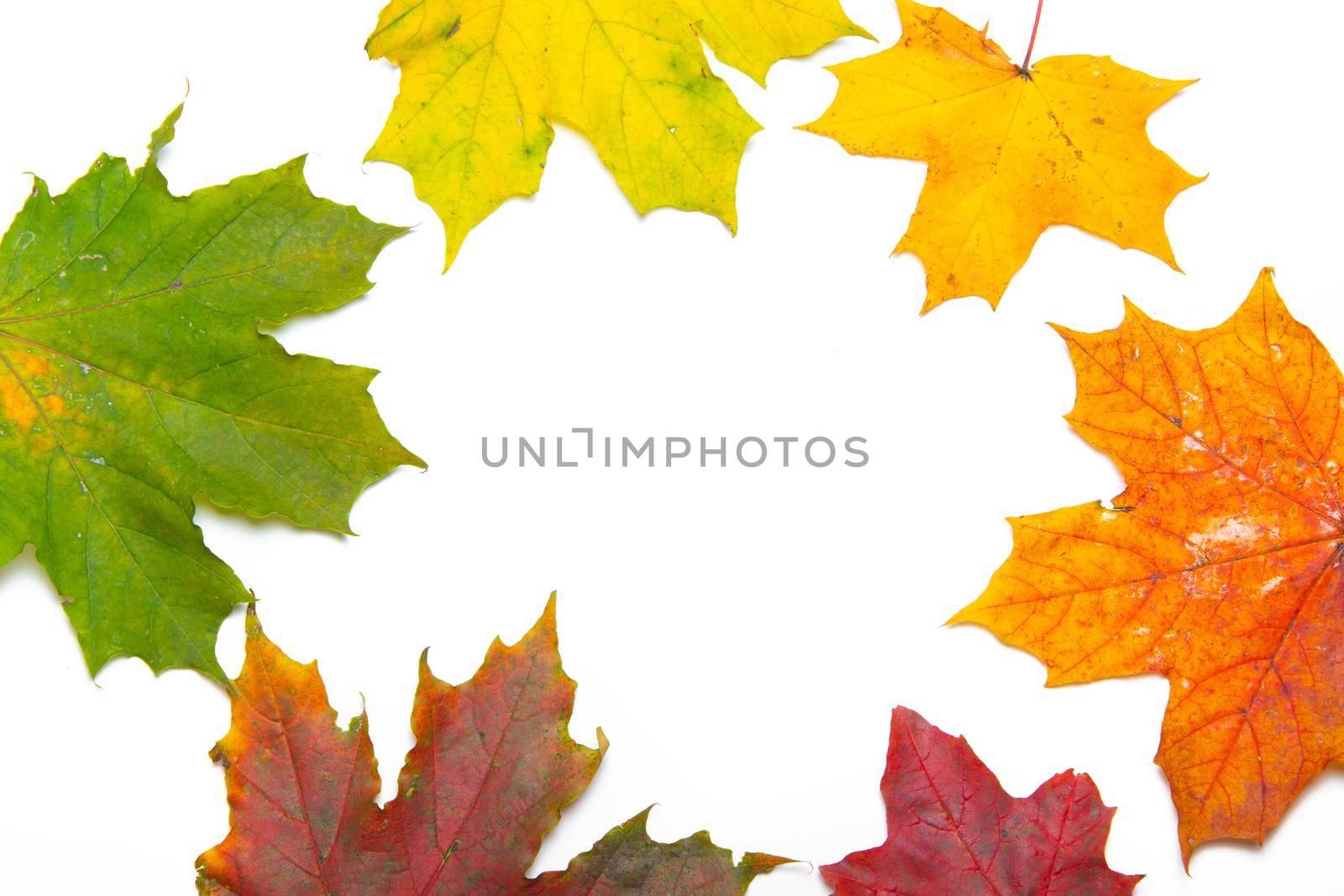 Maple leaves on a white background . Autumn. Colored leaves. White background. Copy Space