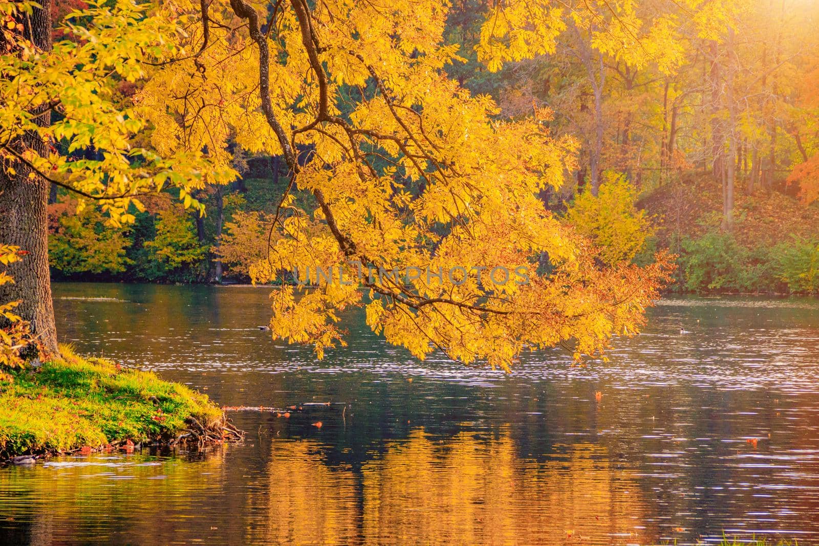 Autumn park landscape with a lake. Autumn. A new season. Beautiful landscape. Yellow trees. Photos for printed products . An article about autumn . Park