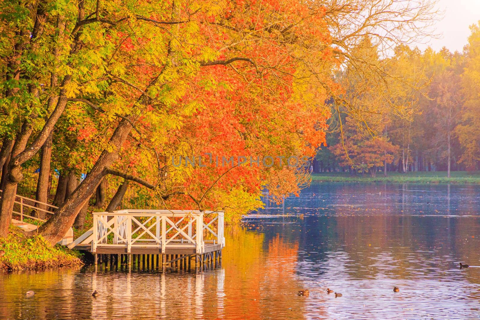 Autumn park landscape with a lake. Autumn. A new season. Beautiful landscape. Yellow trees. Photos for printed products . An article about autumn . Park
