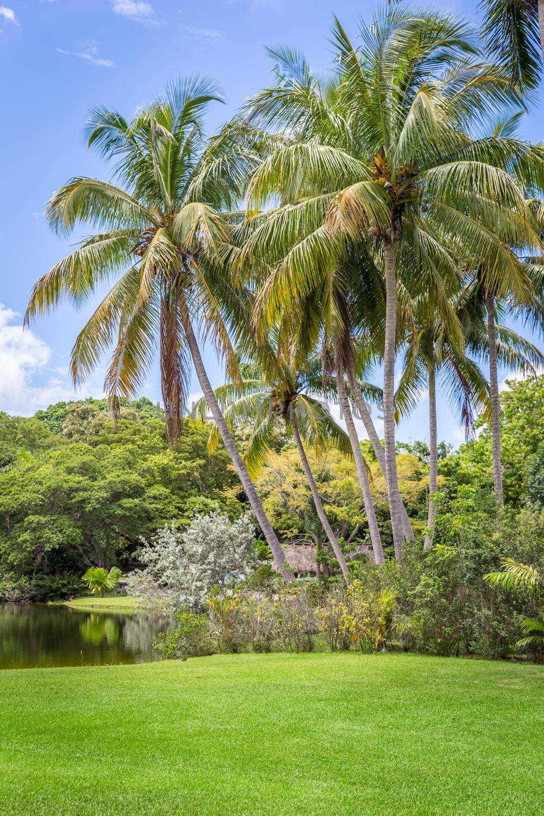 Beautiful garden with nice lawn and palms