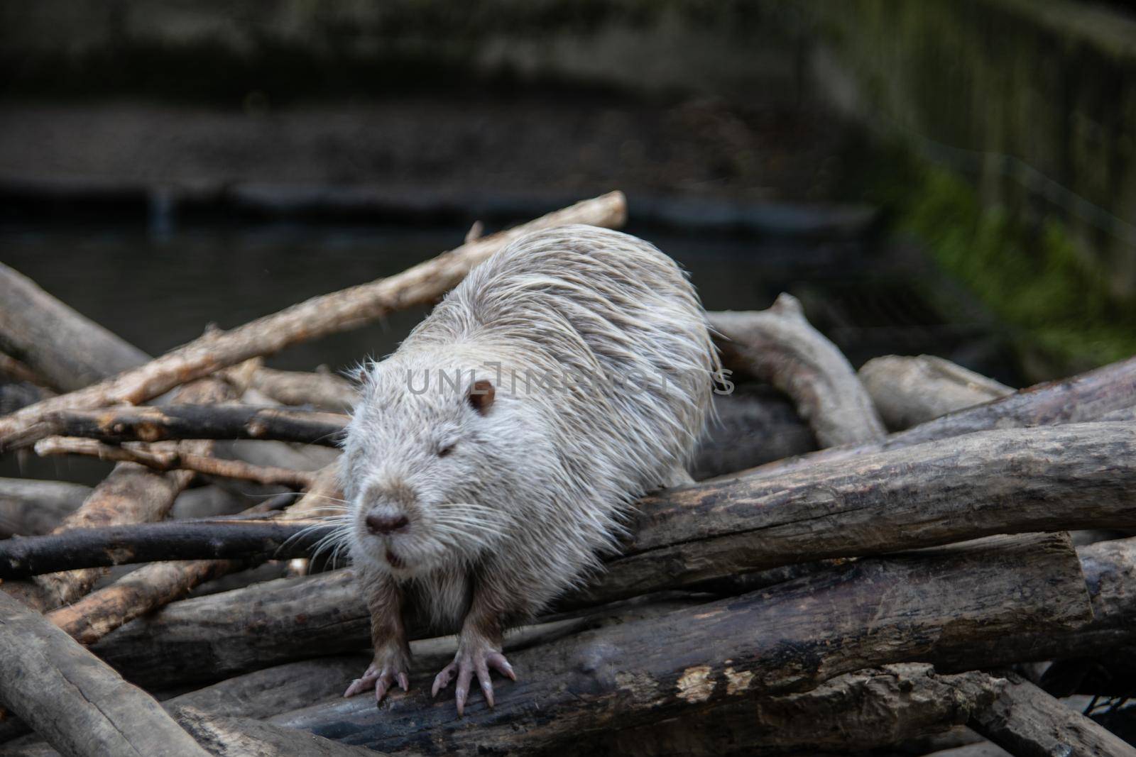 Nutria clean themselves by Dr-Lange