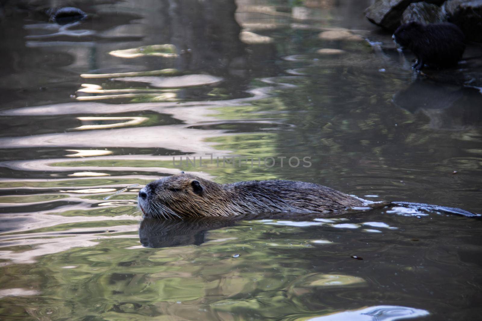 Nutria clean themselves and swim in the pond