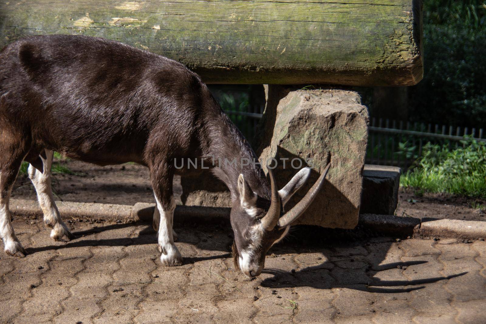 Goat with horns graze on the edge of the forest