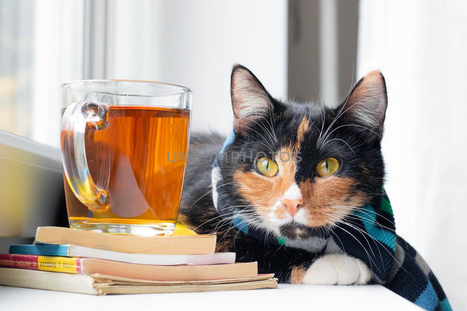 A domestic cat with a scarf and tea . Autumn. September, October, November. The cold season. A new season. Pet