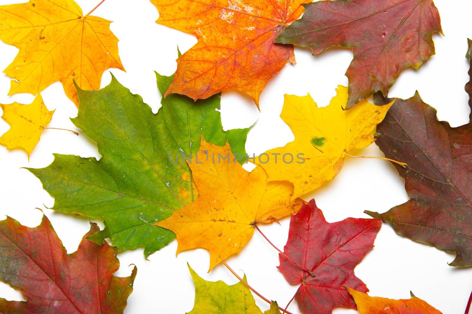 Maple leaves on a white background . Autumn. Colored leaves. White background. Copy Space