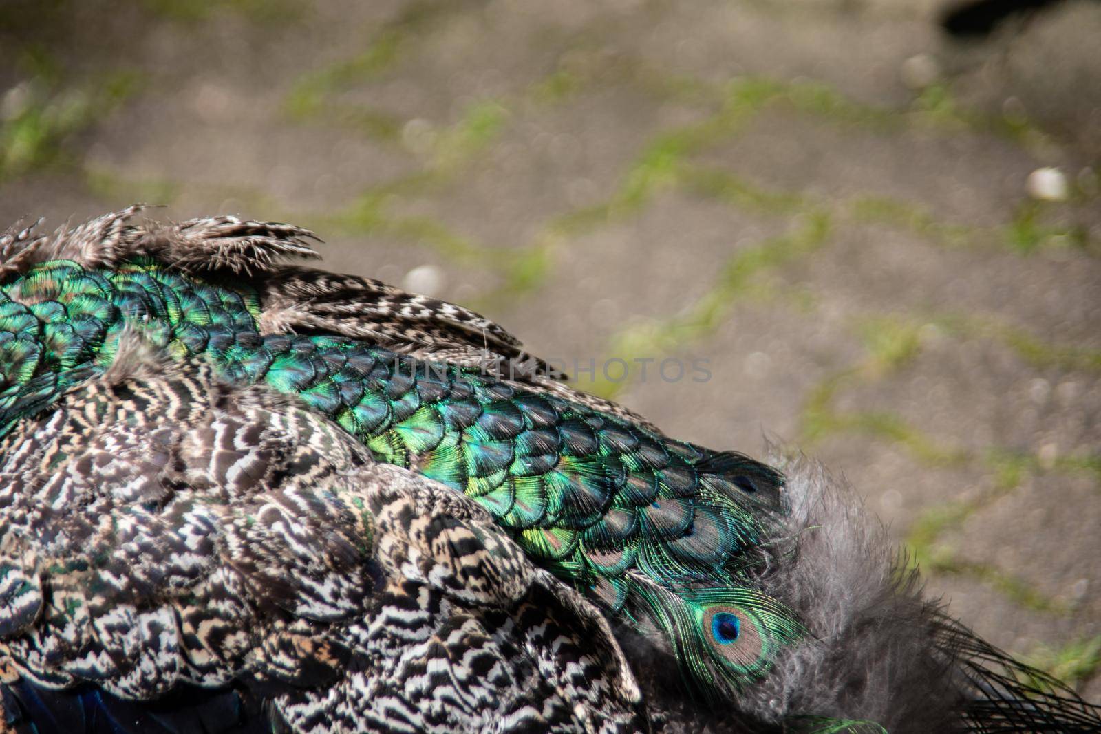 blue peacock rooster struts around