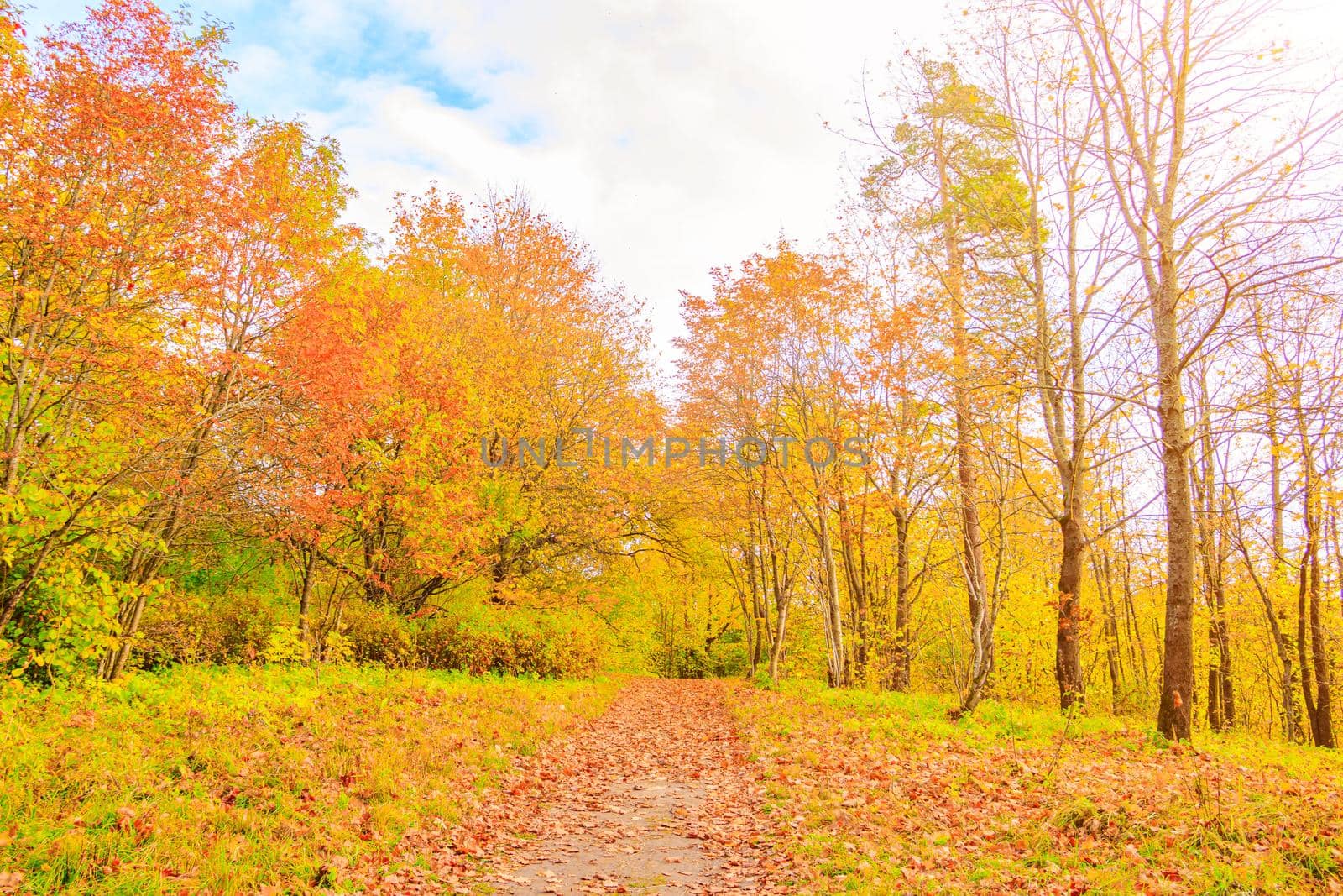 The alley of the autumn park . The season is autumn. September, October, November. A new season. Yellow leaves. A beautiful park. Morning light. Morning autumn Park. Nature