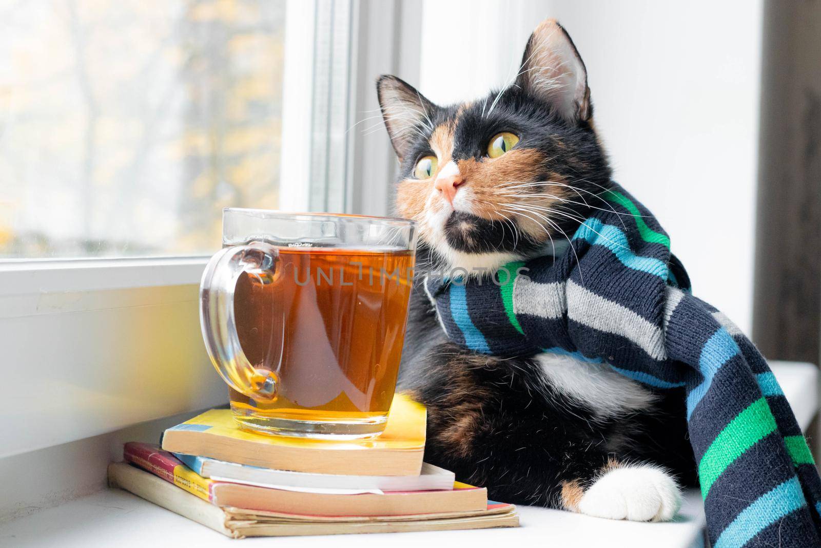 A domestic cat with a scarf and tea . Autumn. September, October, November. The cold season. A new season. Pet