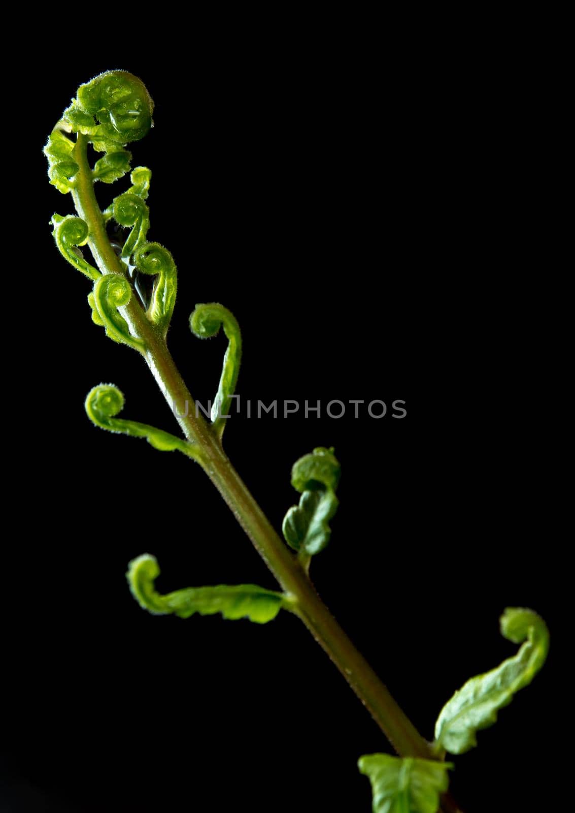 Freshness Green leaf of Fern on black background