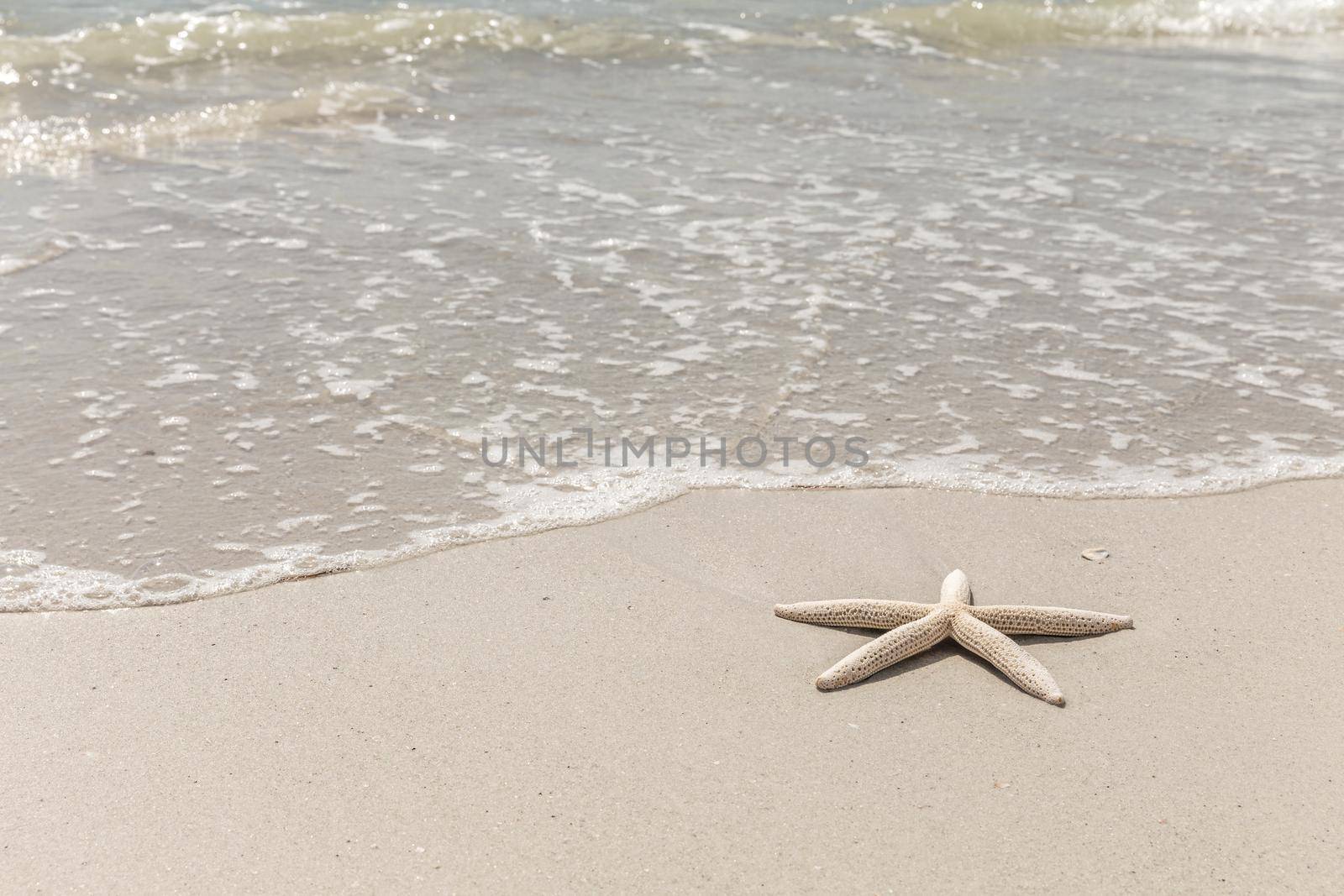 Starfish on the beach