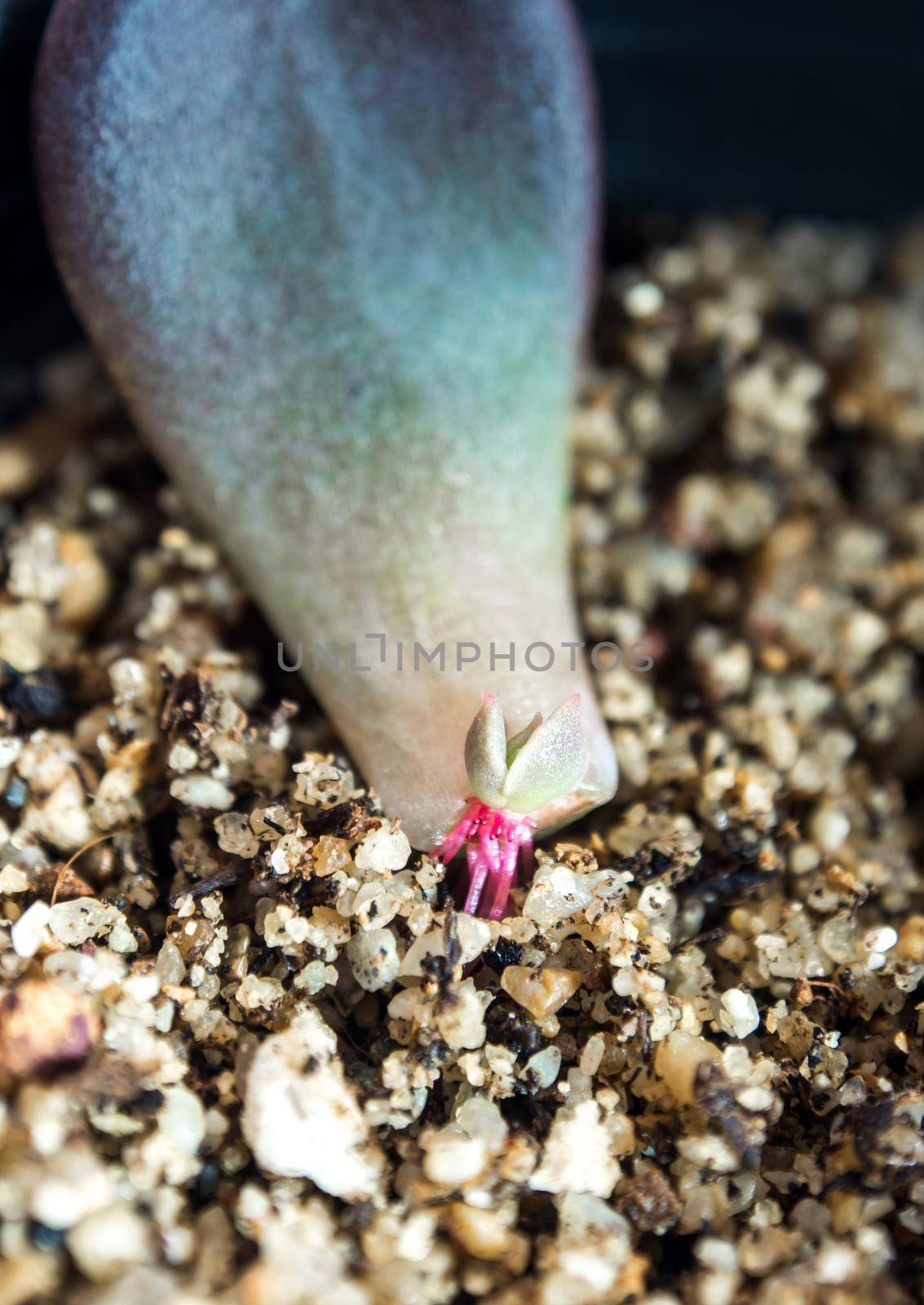 Small roots that grow from the base of the succulent plant leaf
