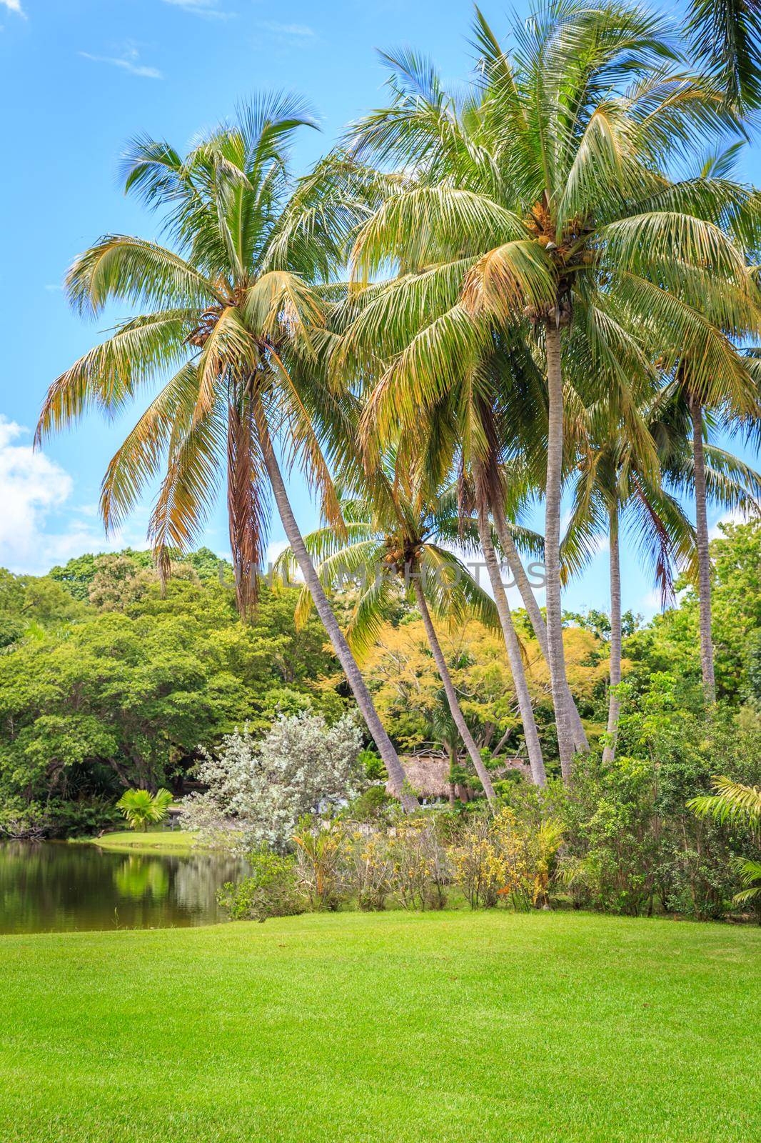 Beautiful garden with nice lawn and palms