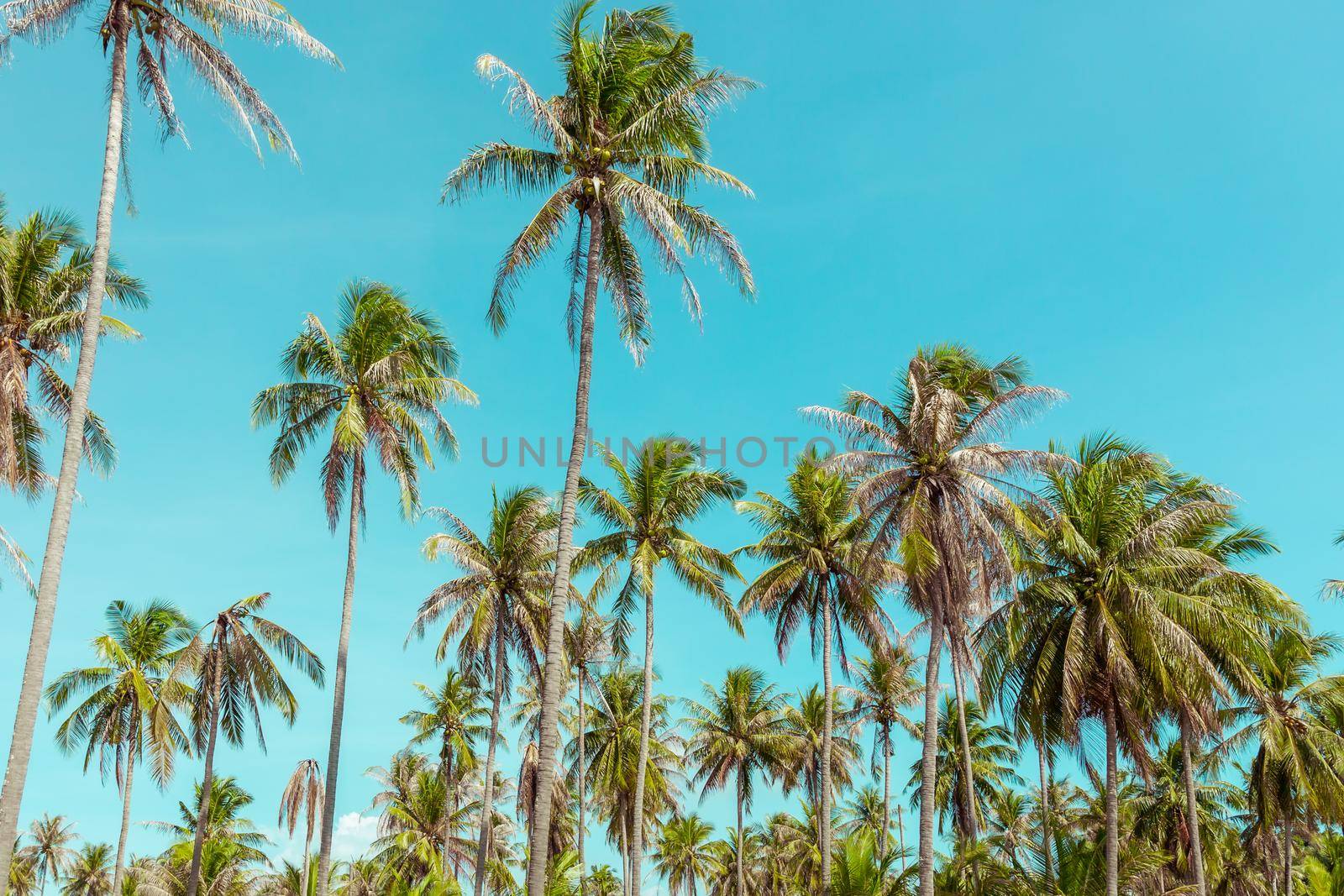 Palm trees under blue sky. Vintage background. Retro toned. Soft focus
