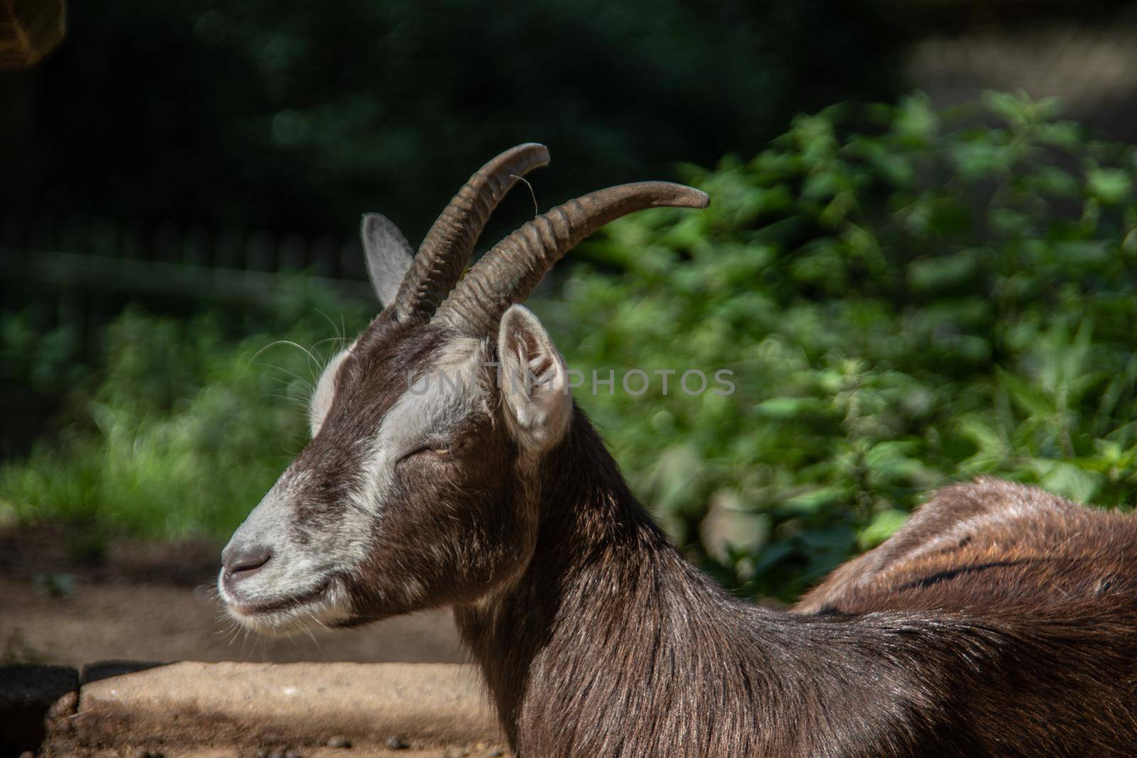 Goat with horns graze on the edge of the forest