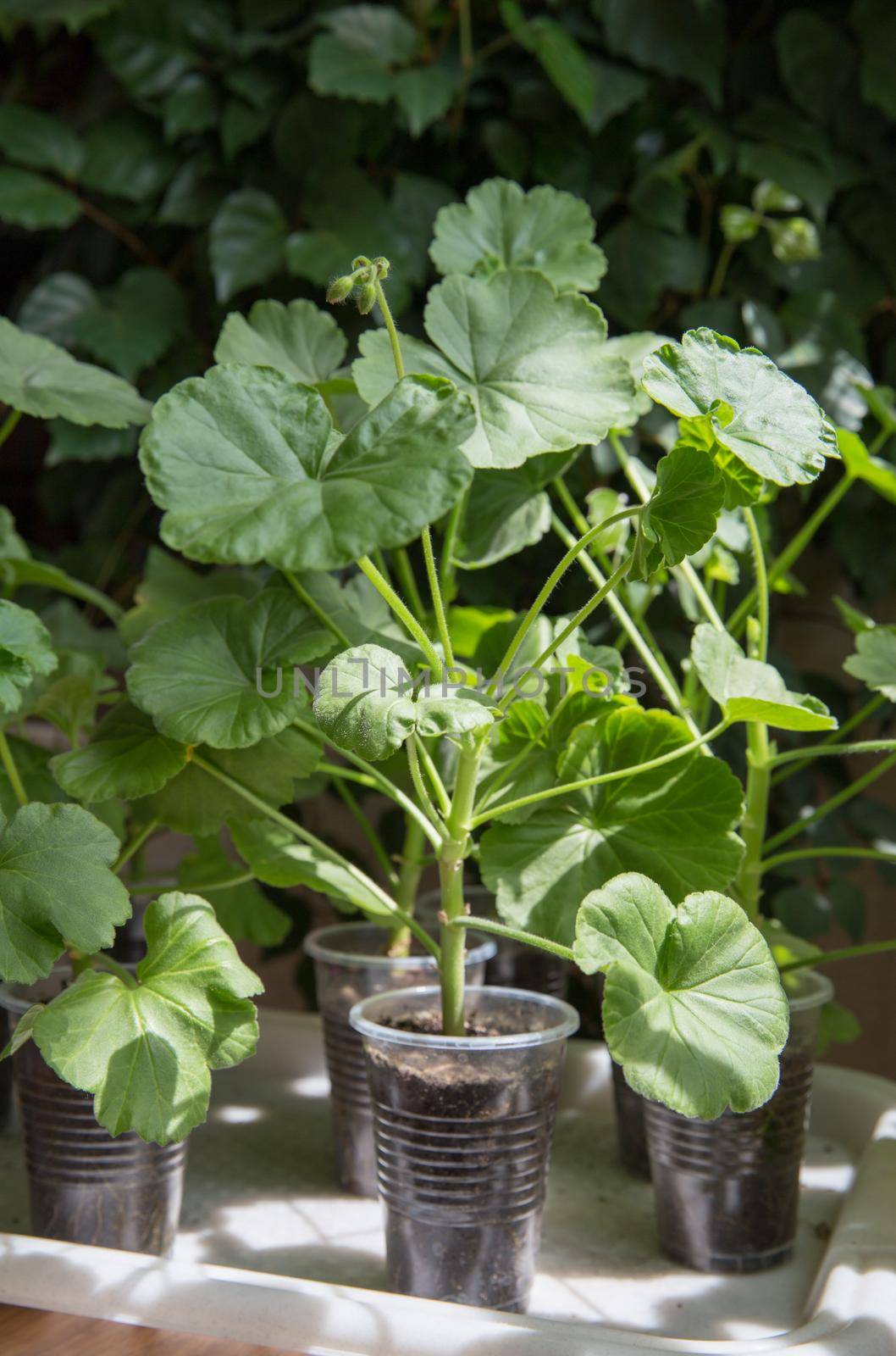 Lots of Geranium plants being grown in plastic