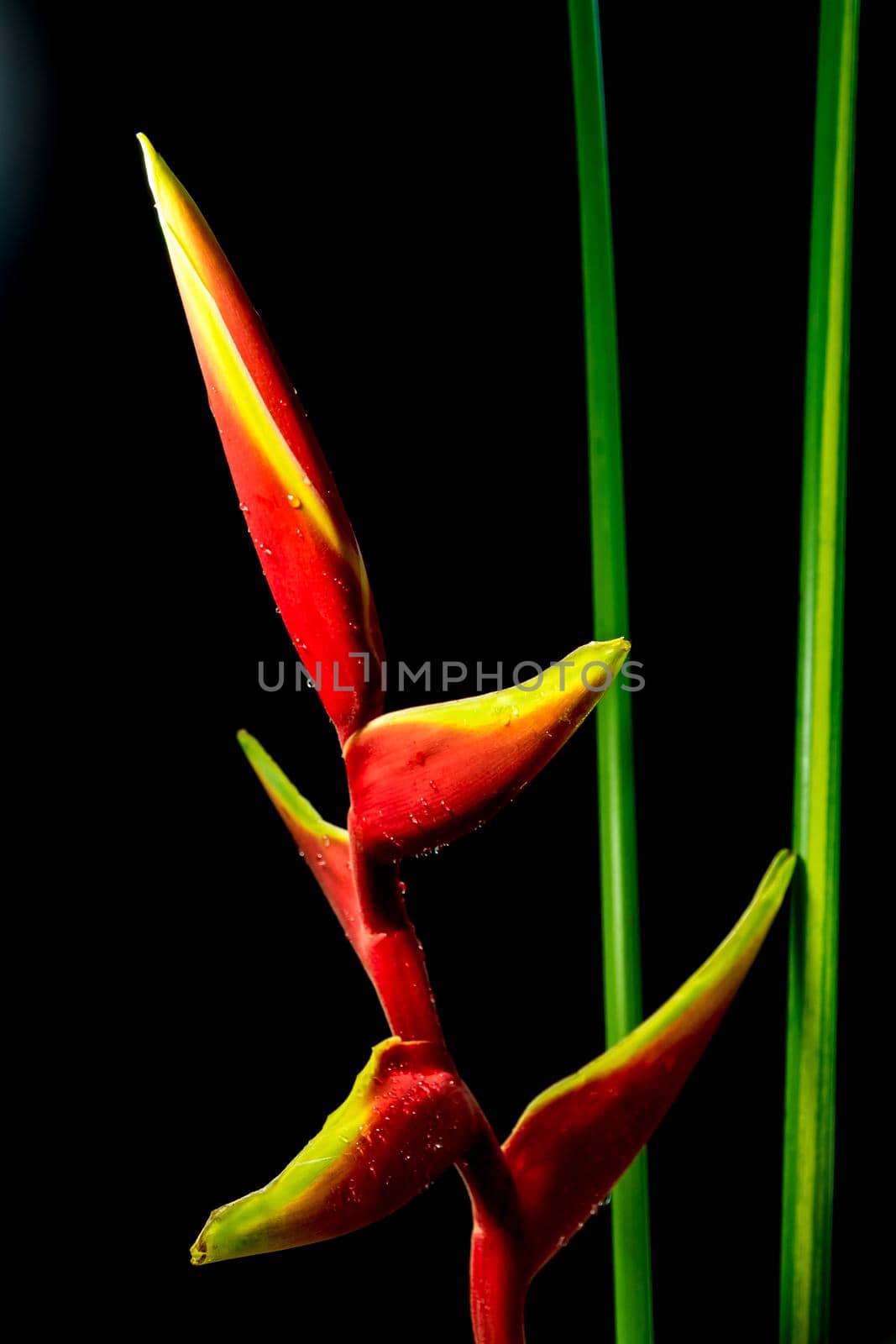 Hanging lobster claws flower in black background