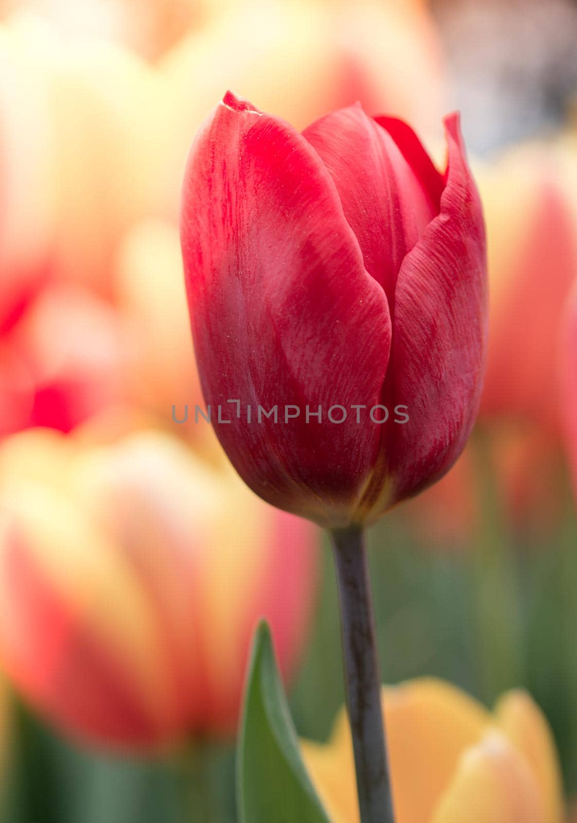 Colorful tulip flower bloom in the garden by berkay