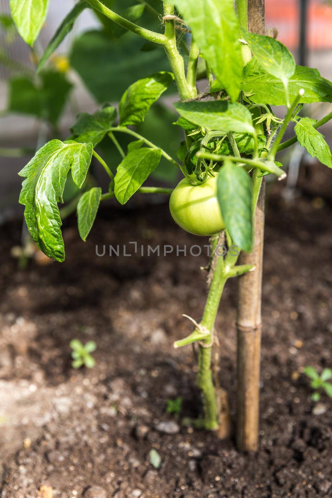 Green tomatoes by Mariakray